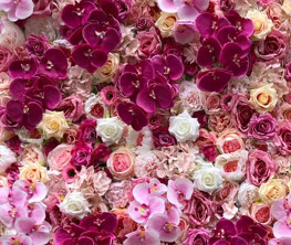 flower wall pink orchids
